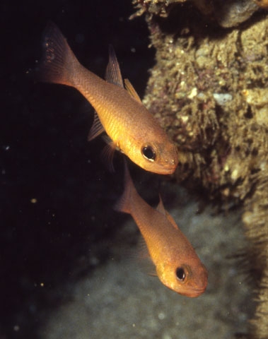 Apogon atradorsatus (Blacktip Cardinalfish)